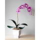 Orhidee mov comanda online ieftina