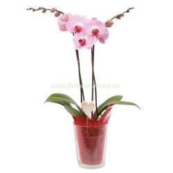 Orhidee la ghiveci roz
