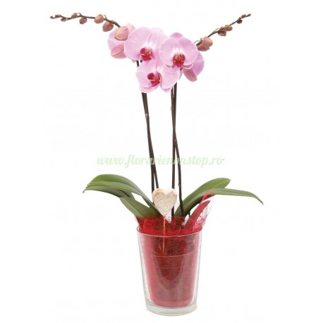 Orhidee la ghiveci roz