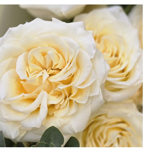 Buchet Euforia